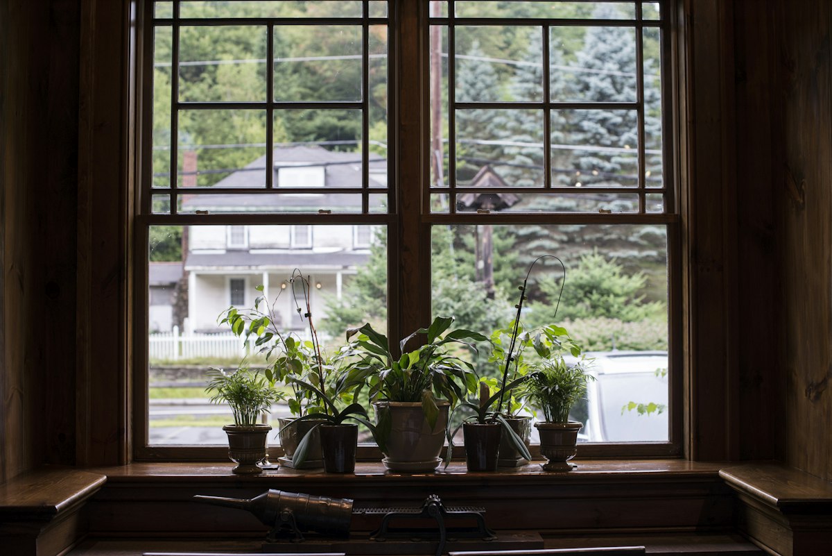 Plants on a windowsill overlooking houses and trees.