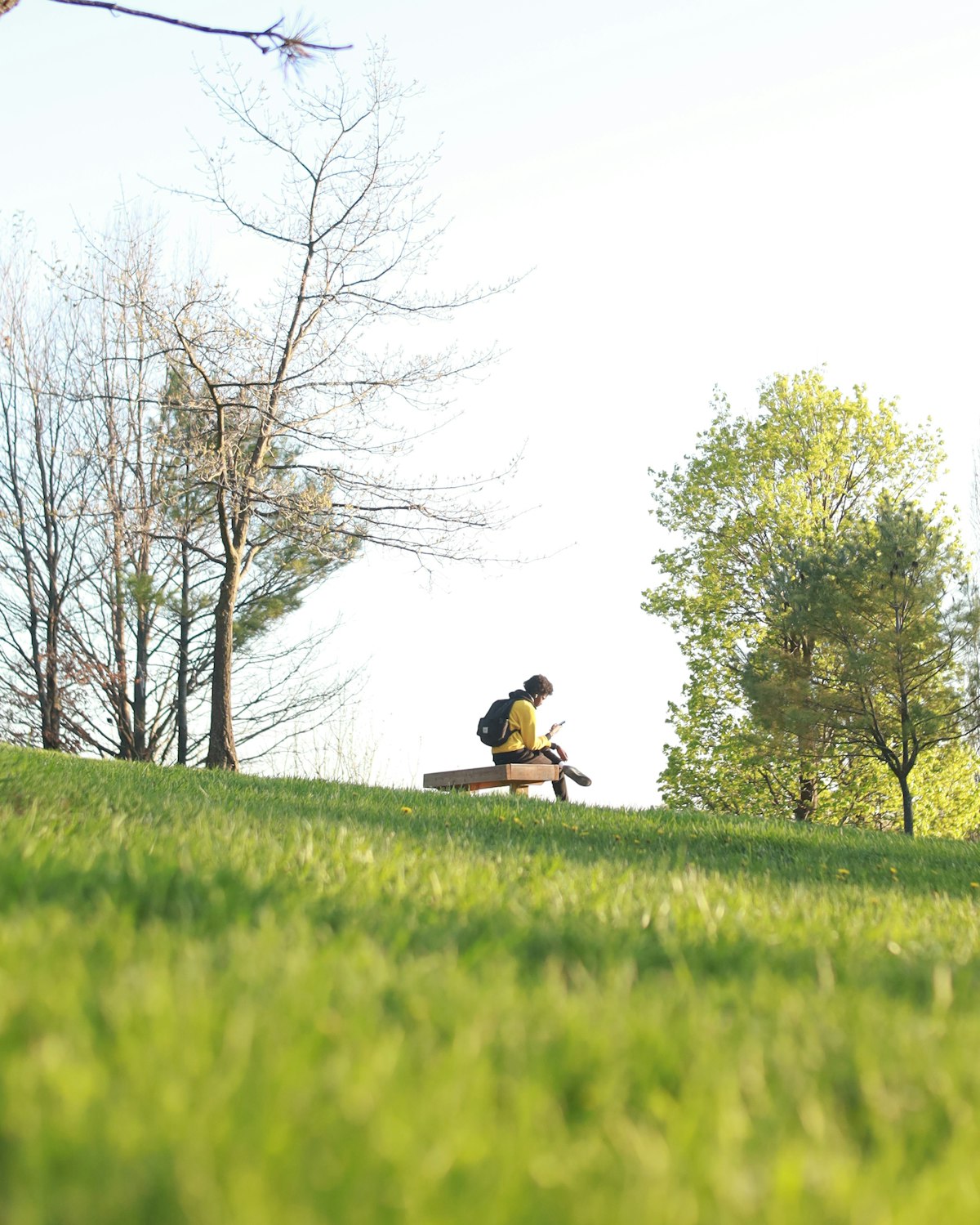 Person sitting on a park bench with trees