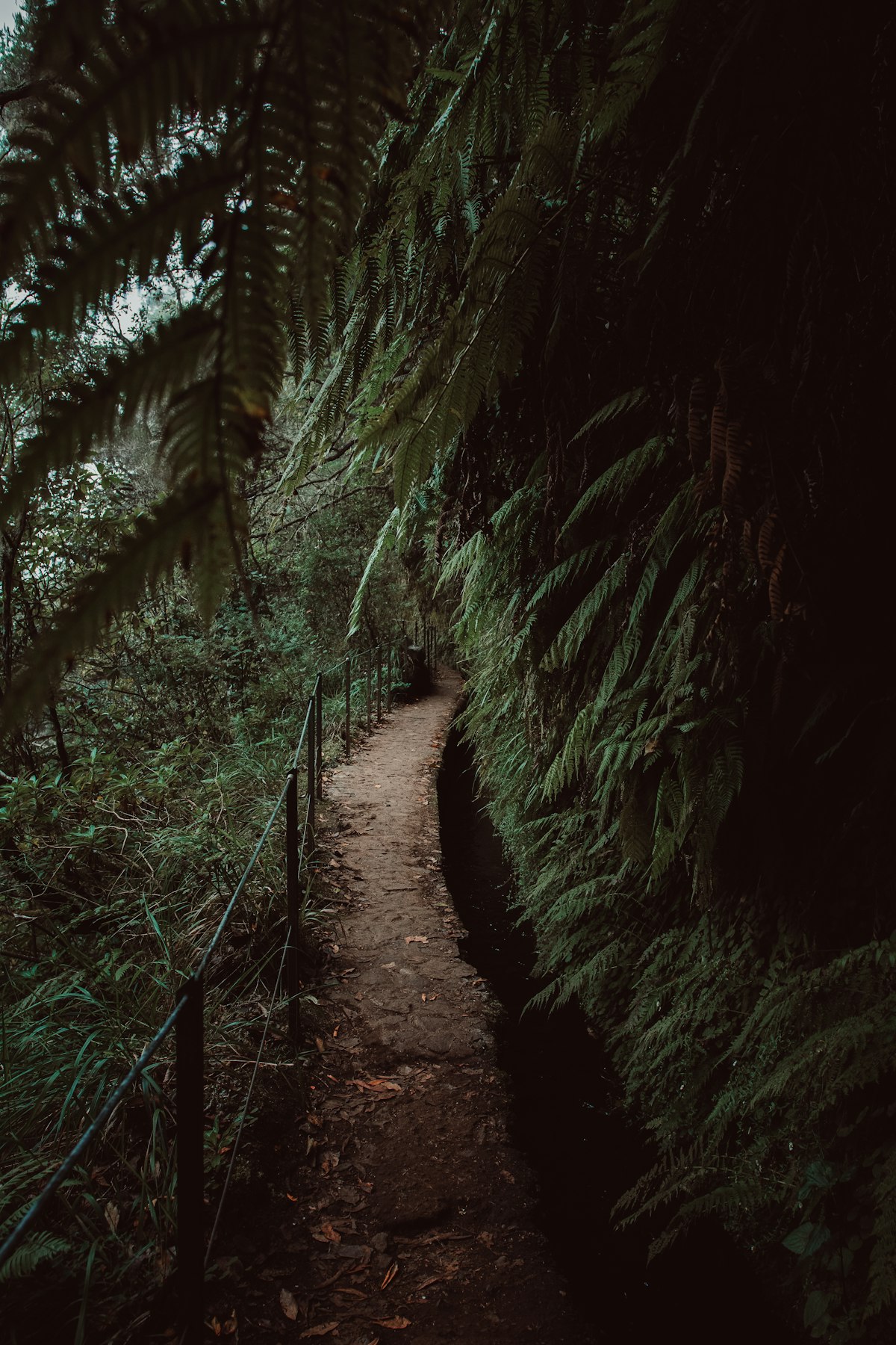 A narrow dirt path winds through a lush, green forest.