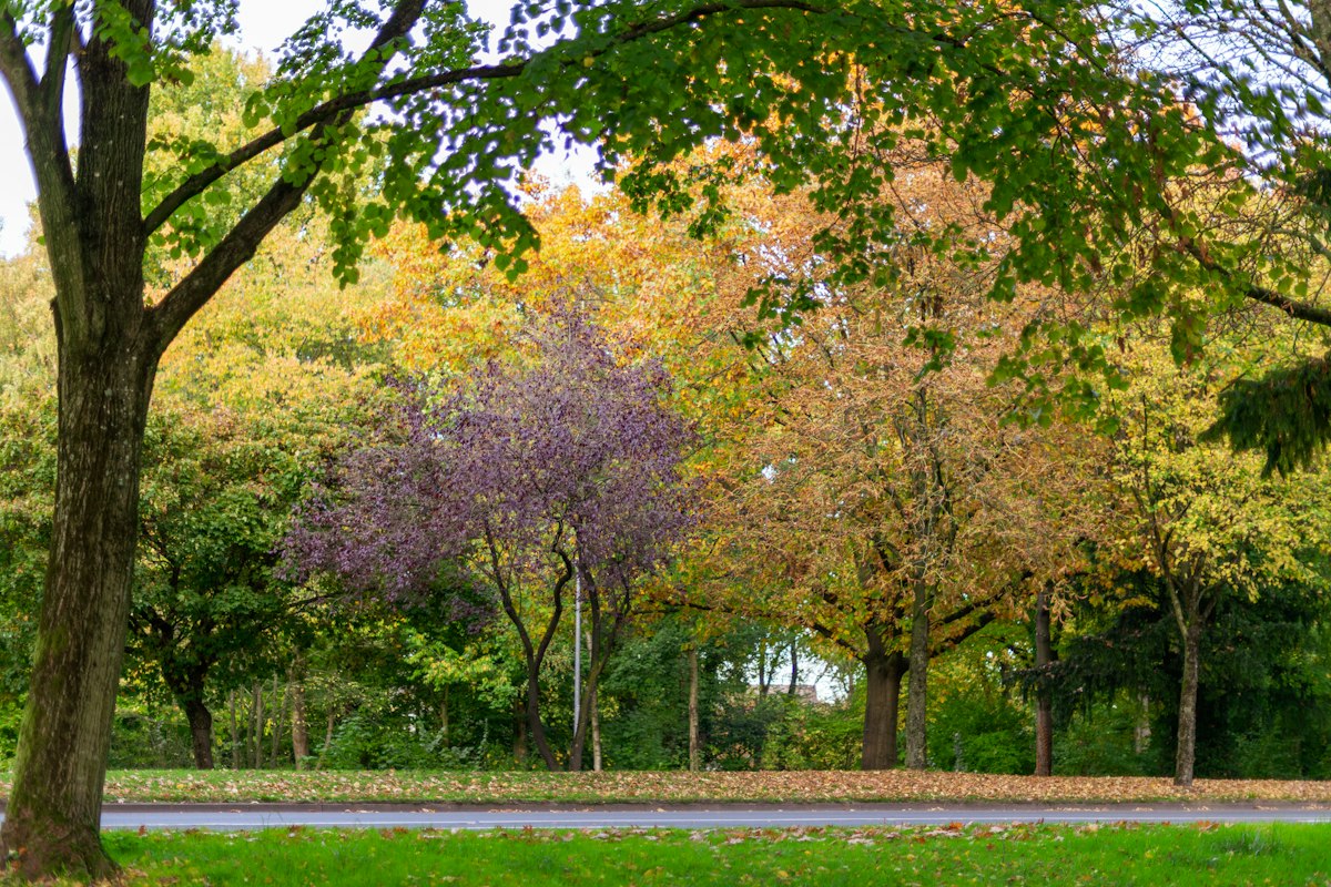 Trees with autumn leaves in a park.