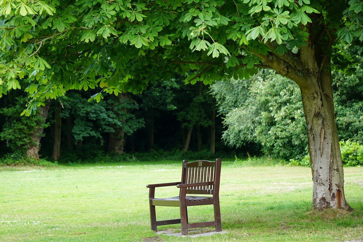 An empty park bench beside a tree