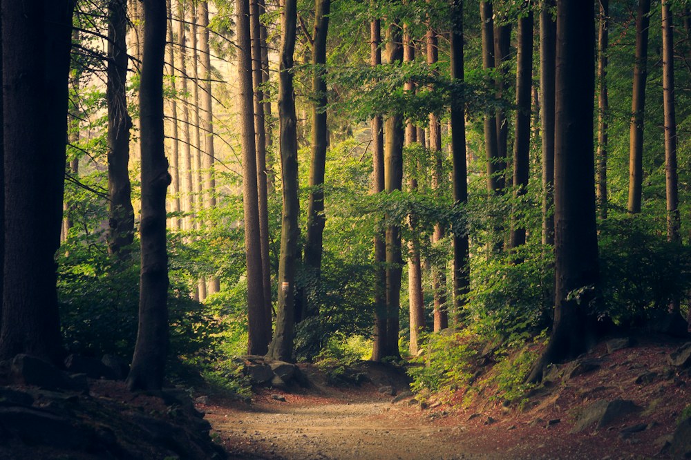 Sunlight filtering through a green forest path